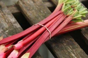 Rhubarb Bunch