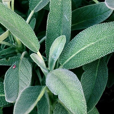 Sage Bunch