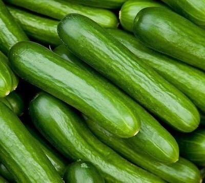Lebanese Cucumber