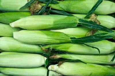 Corn - with Husk