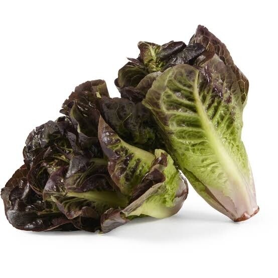 Cos Red Lettuce Twin Pack