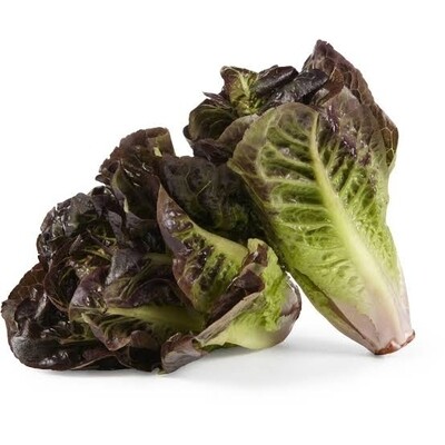 Cos Red Lettuce Twin Pack