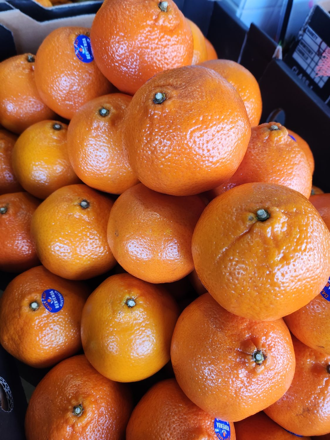 Daisy Mandarins