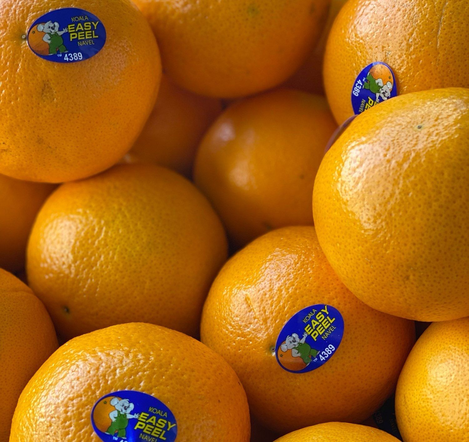 Easy Peel Oranges