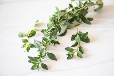 Oregano