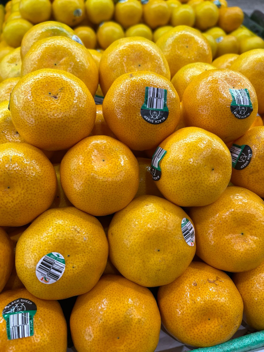 Imperial Mandarins AUS