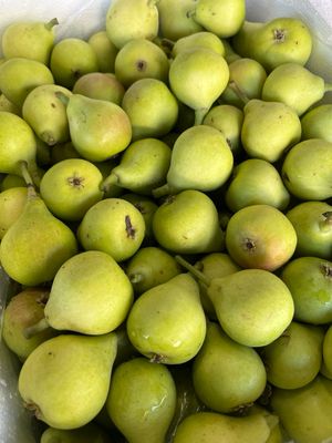 Sweet Baby Pears (*New Season)