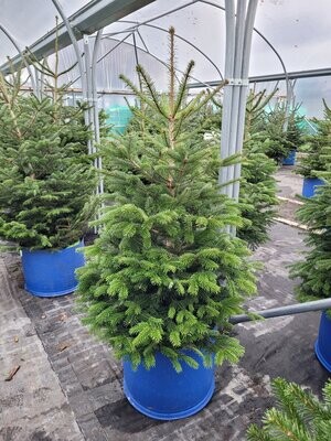 Christmas Tree Nordman (7ft - 8ft) Delivery Included