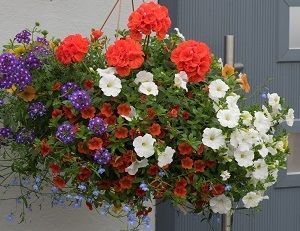 Summer Hanging Basket Workshop Friday 22nd May 1:30PM