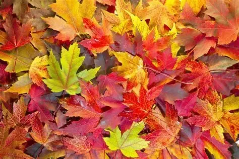 Workshop - Autumn Craft Club Age 6-10 Tuesday 6th October 12:30 - 1:30 Workshop - Autumn Craft Club Age 6-10 Tuesday 6th October 12:30 - 1:30