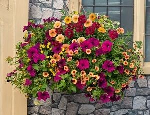 Summer Hanging Basket Workshop Bank Holiday 4th May 1.30