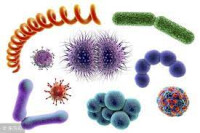 抗微生物 | Anti Microbial