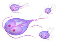 抗原蟲 | Antigen Worm
