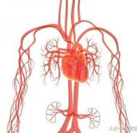 動脈硬化堵塞 | Arteriosclerosis Blockage