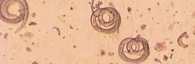寄生蟲| Parasites – Scientist Home – Multidisciplinary