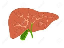非酒精性脂肪肝 | Nonalcoholic Fatty Liver