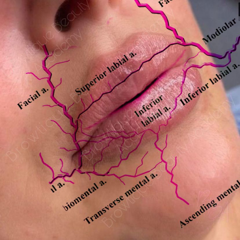 Anatomy And Physiology Level 2 - 7