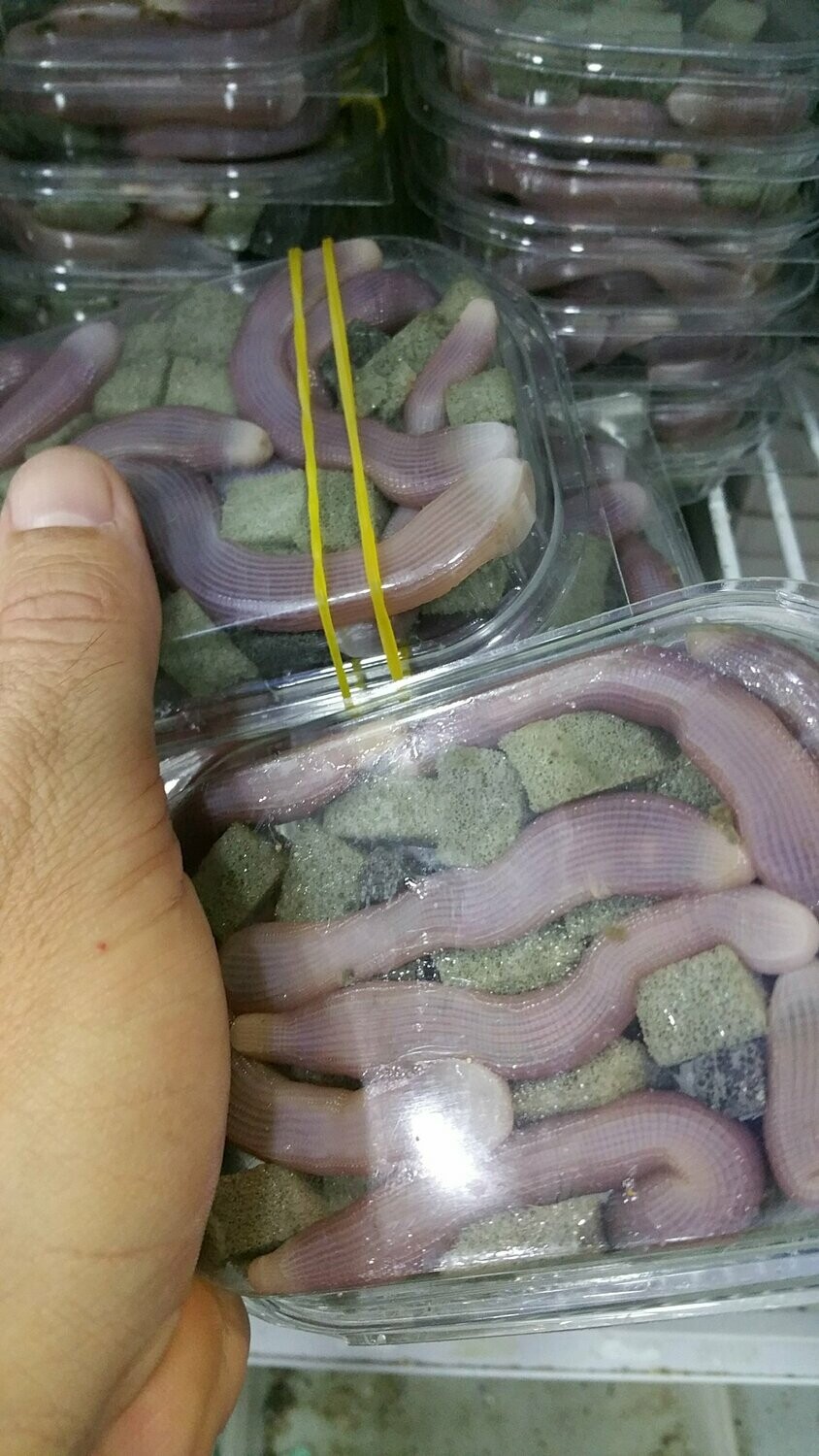 Gusano Tita BIBI