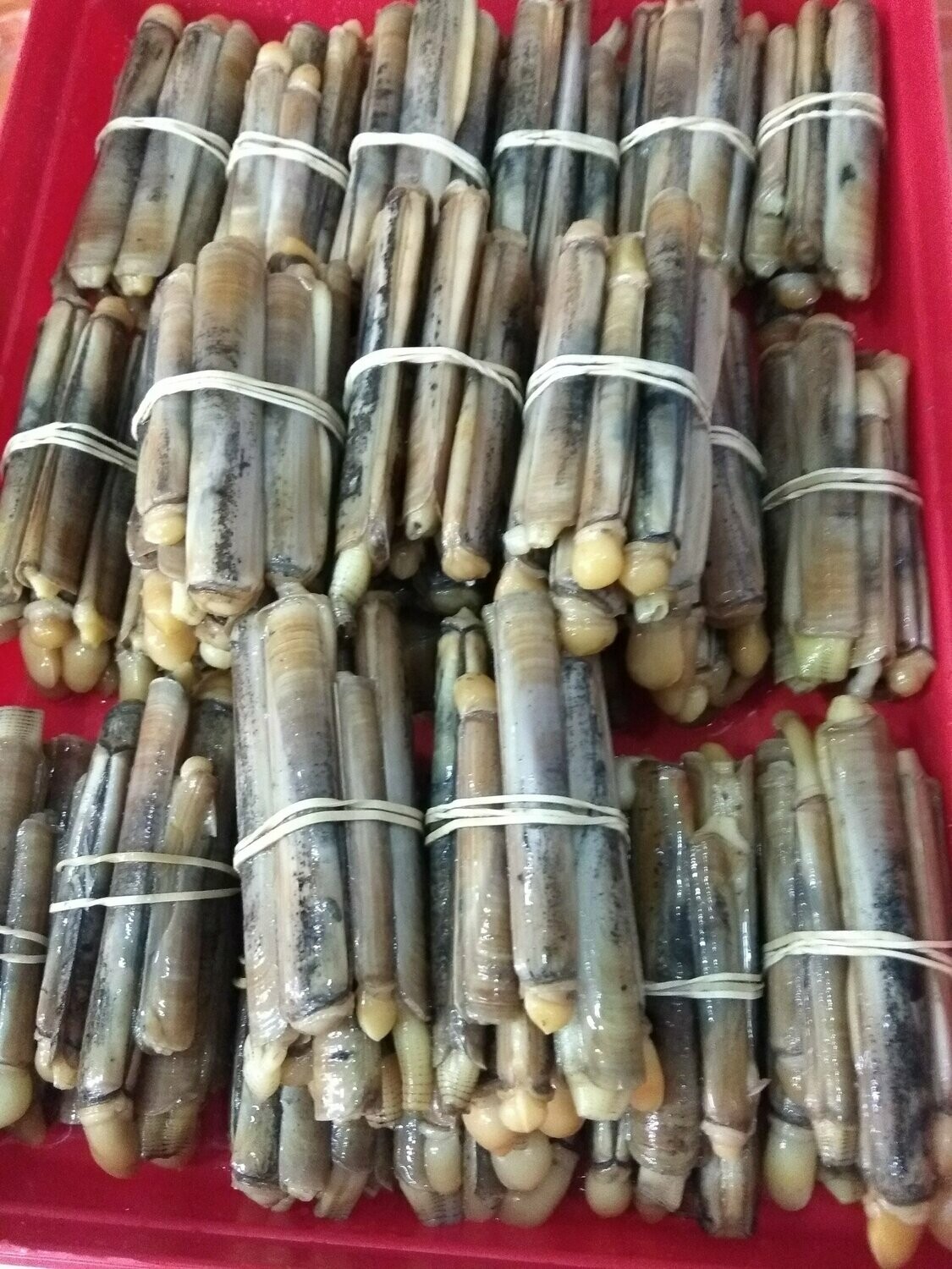Muergo / Navaja / Longeron