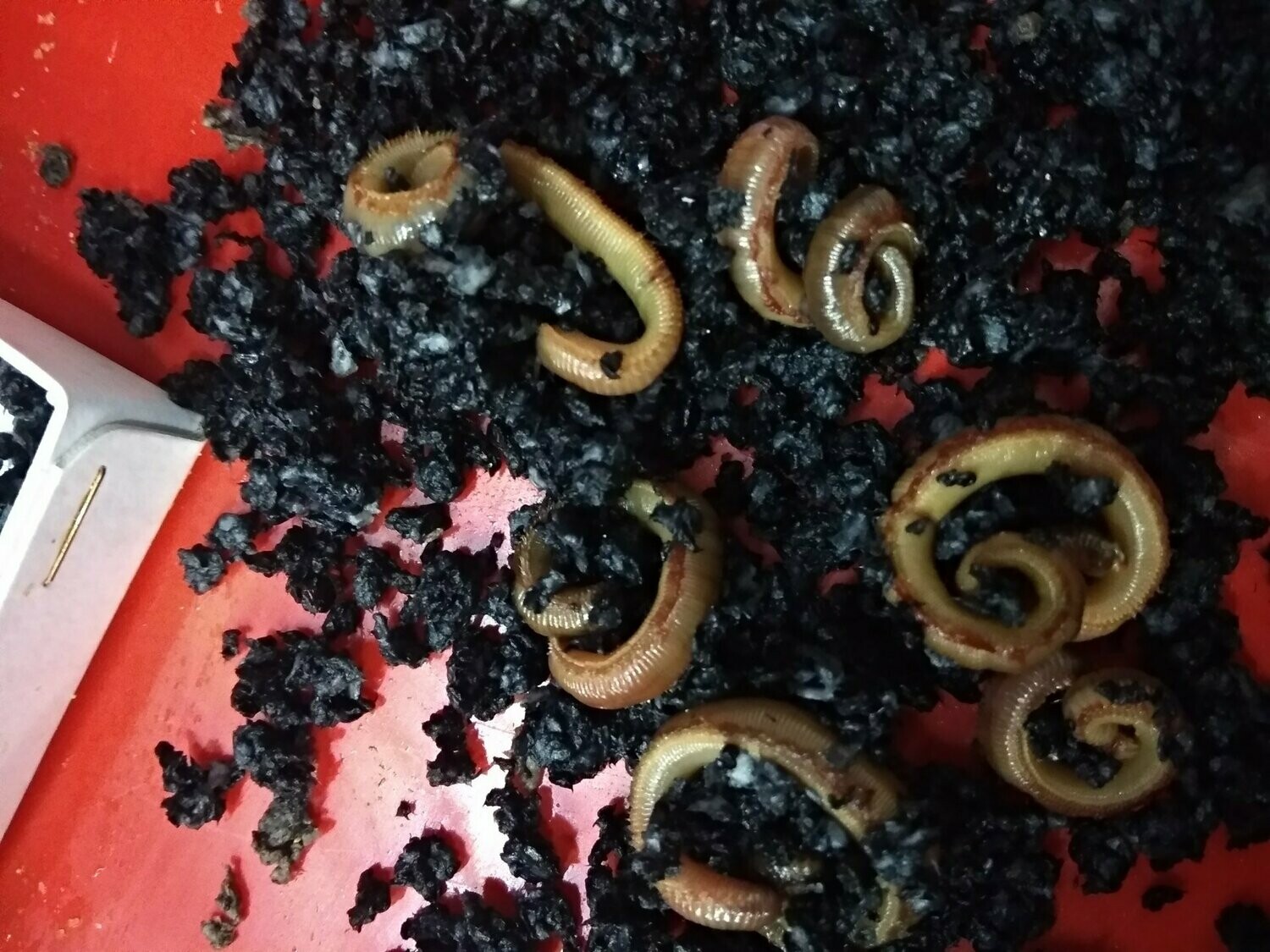 Gusano Rosca Pasta o Serrin / Sangre