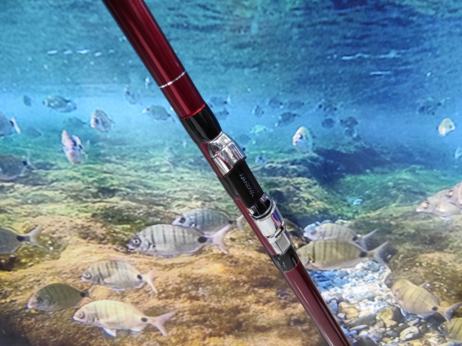 Caña DAIWA TOURNAMENT CASTER EVO 33 425 HYBRID BF PORTACARRETES Cremallera (100-225GR) COD TNC33425HBE