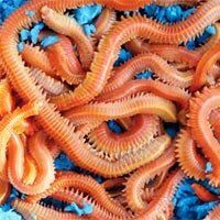 Gusano Coreano YUMBO Verde / Rojo Gusano Coreano YUMBO Verde / Rojo