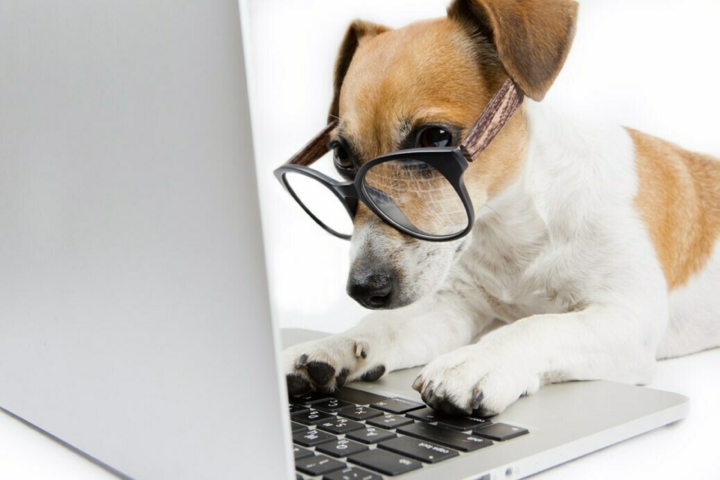 Video consulto/
visita medica di base, 

se non puoi raggiungere la nostra struttura e hai bisogno di assistenza per il tuo animale, richiedi una consulenza on line.
                       Iva inclusa