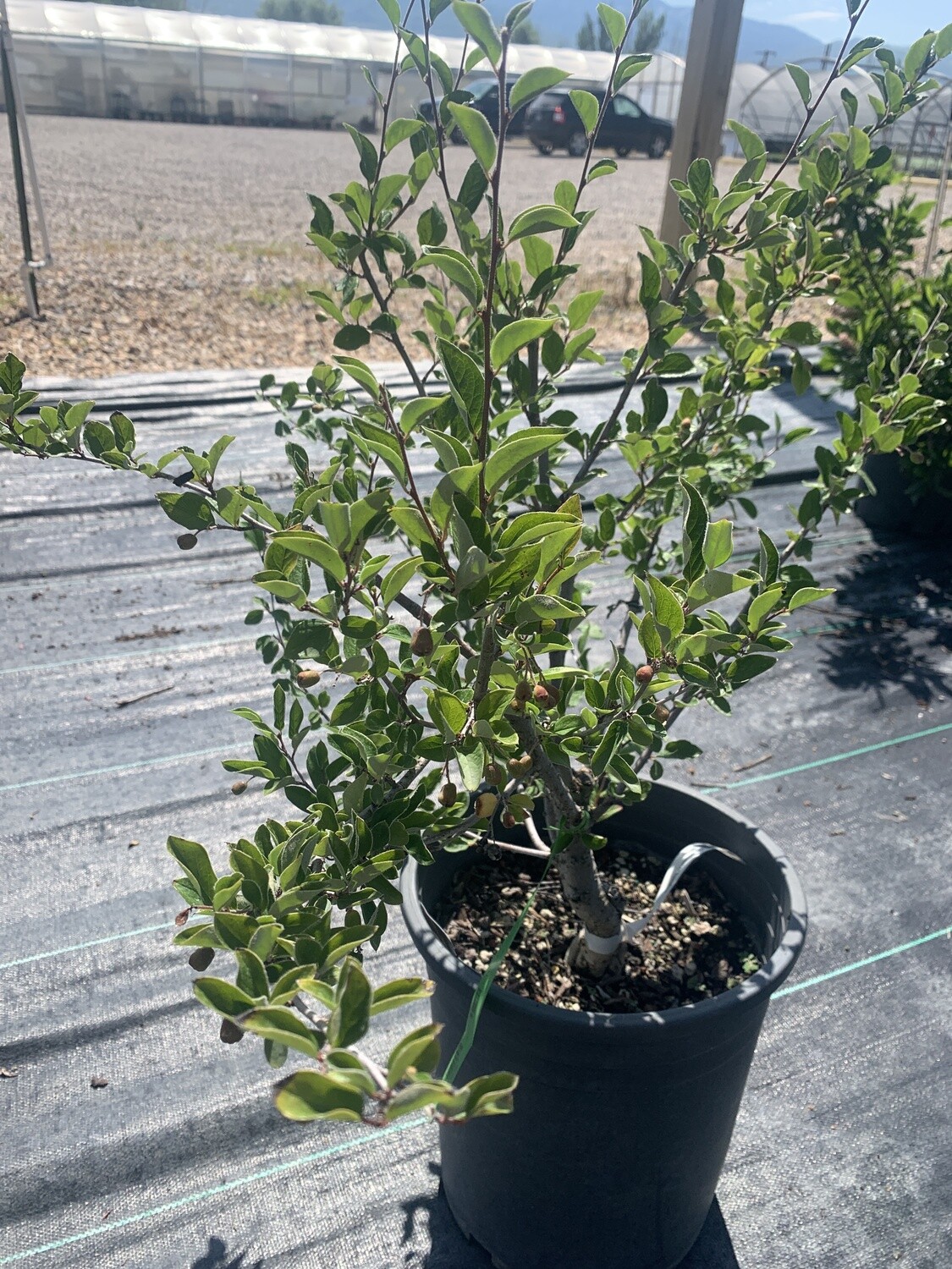 Cotoneaster lucidus 'Hedge' #5