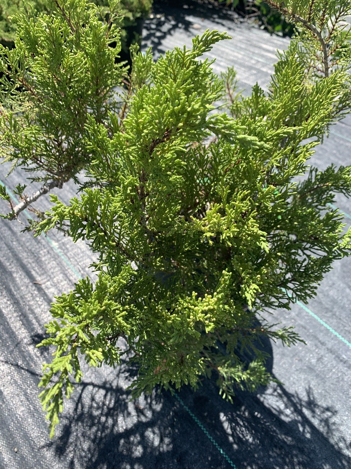 Juniperus sab. Tam #2