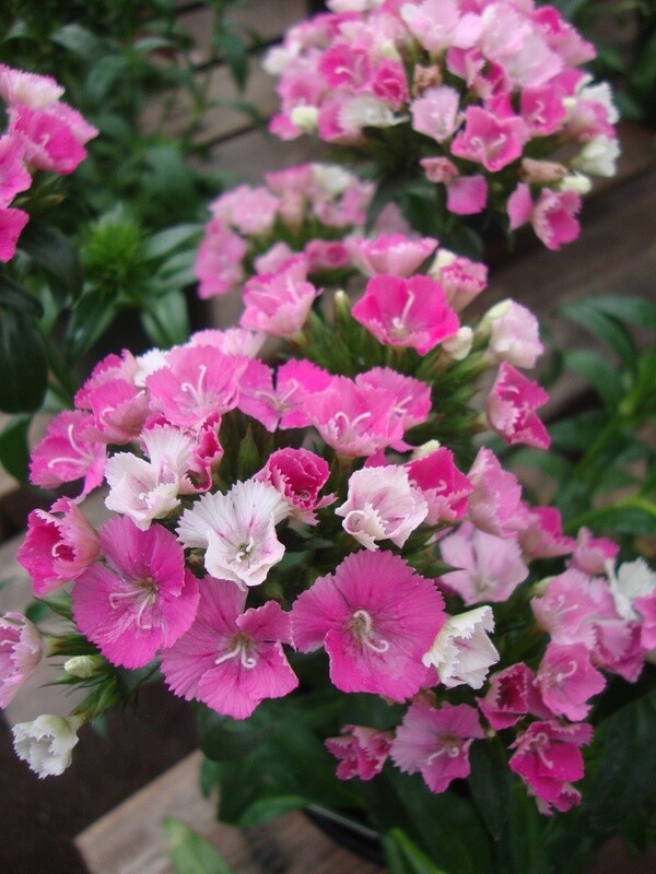 Dianthus b. 'Sweet Rose Magic' #1 Dianthus b. 'Sweet Rose Magic' #1