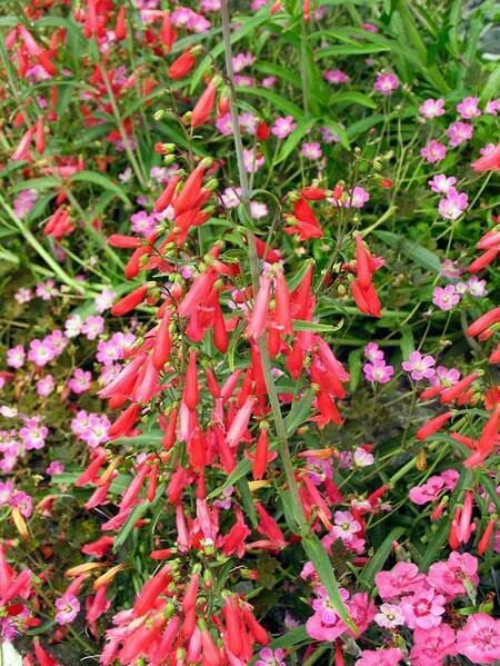 Penstemon &#39;Fireworks&#39; #1