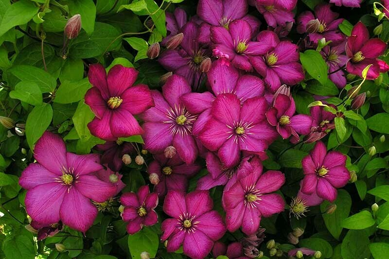 Clematis 'Rouge Cardinal' #1