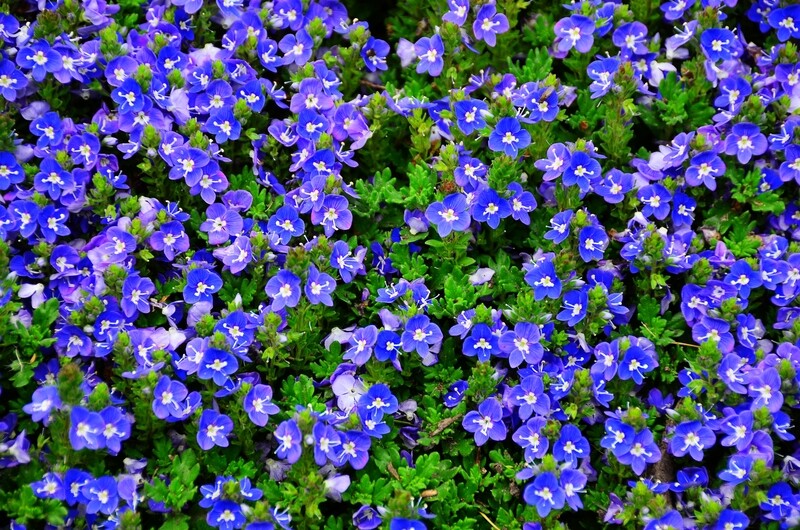 Veronica &#39;Tidal Pool&#39; #1