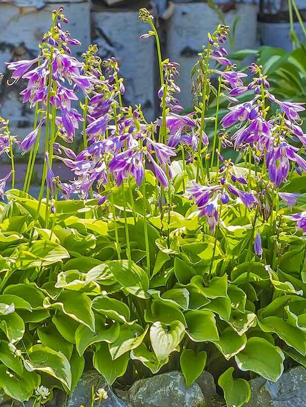  Hosta &#39;Golden Tiara&#39; #1