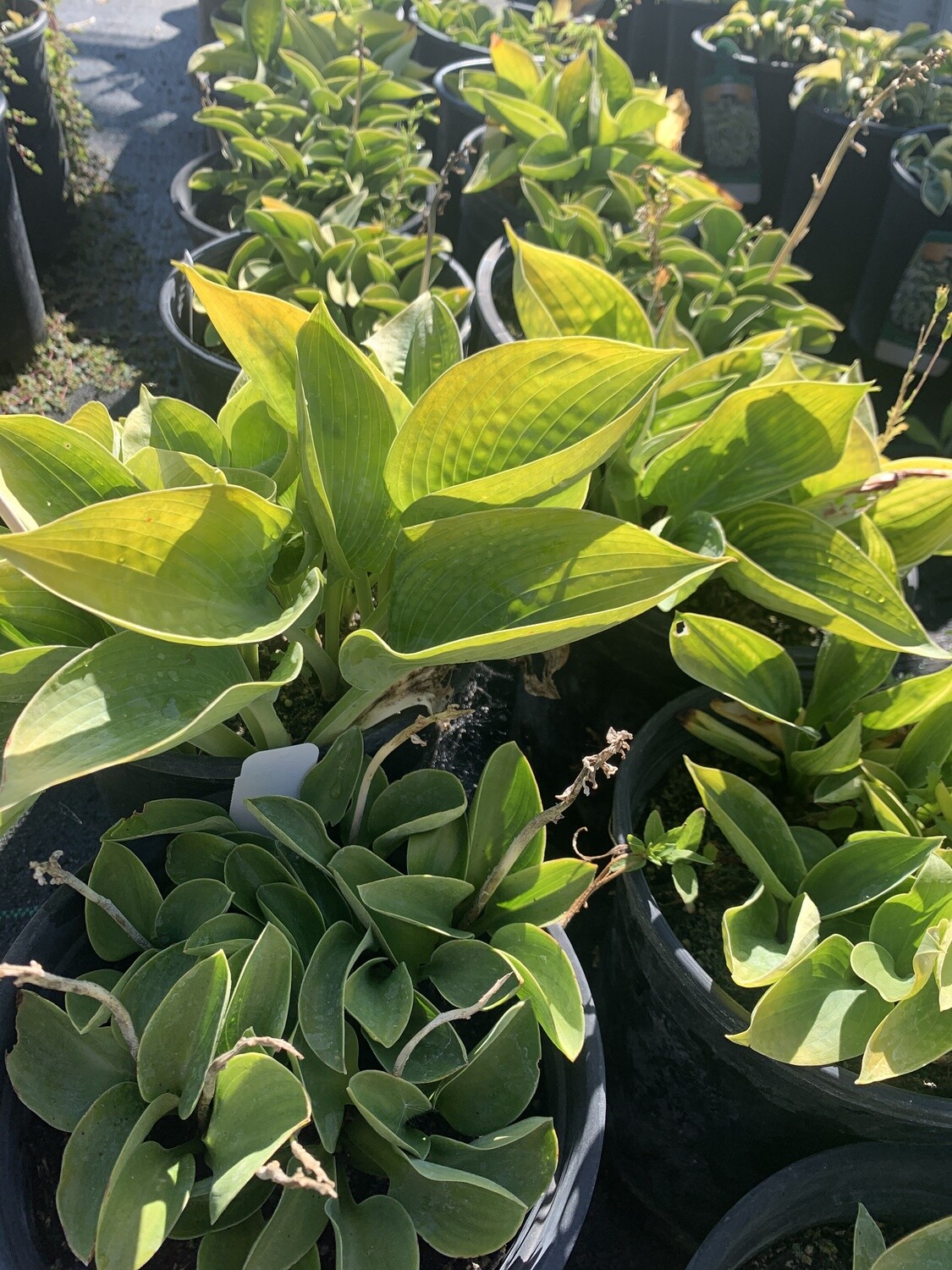 Hosta 'Blue Mouse Ears' #1