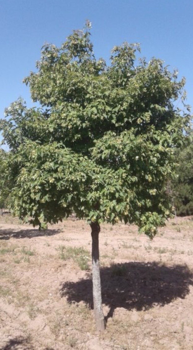 Acer ginnala 'Flame' 15