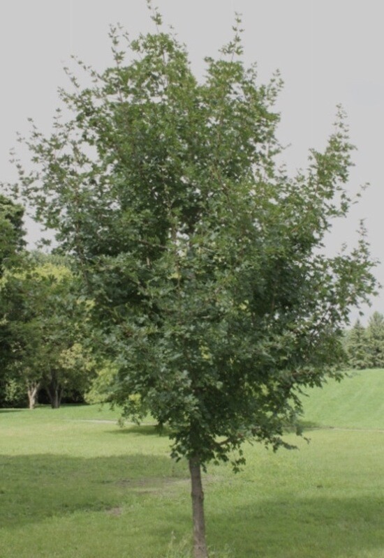 Acer c. &#39;Hedge&#39;