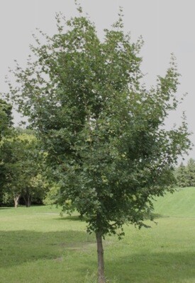 Acer campestre 'Hedge' 15