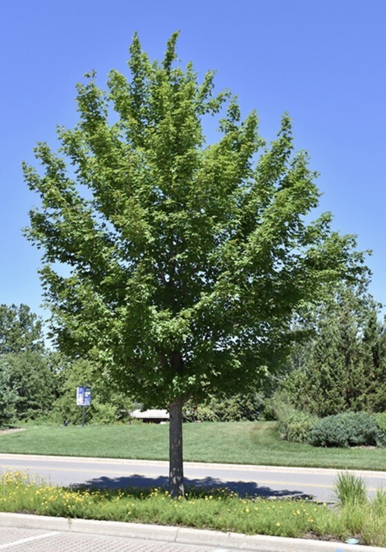 Acer m. &#39;State Street&#39;