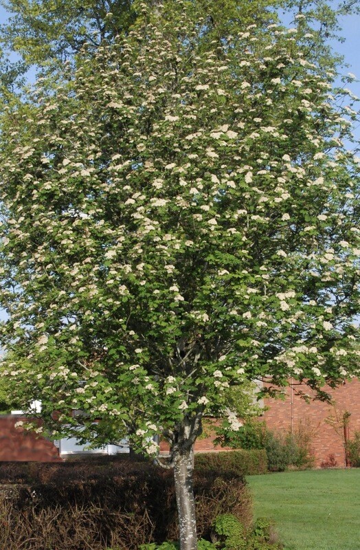 Sorbus a. &#39;Cardinal Royal&#39;