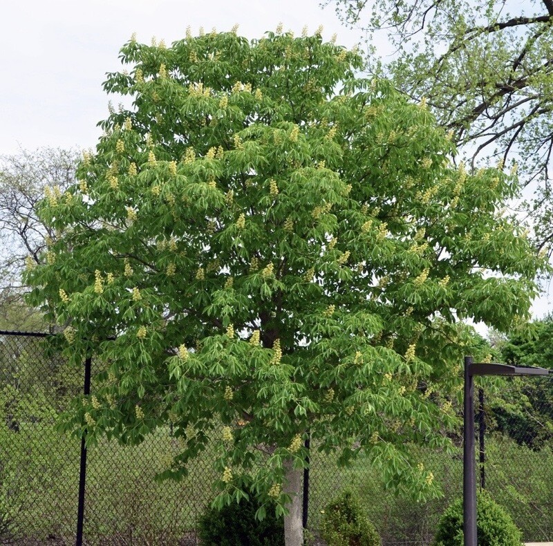 Aesculus g. &#39;Early Glow&#39;