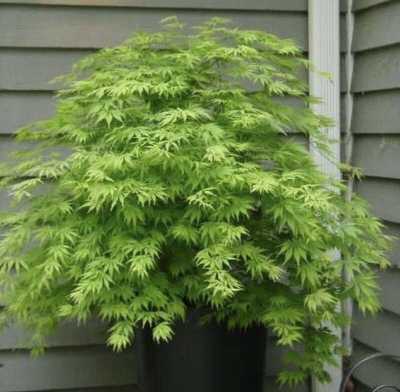 Acer j. &#39;Green Cascade&#39;