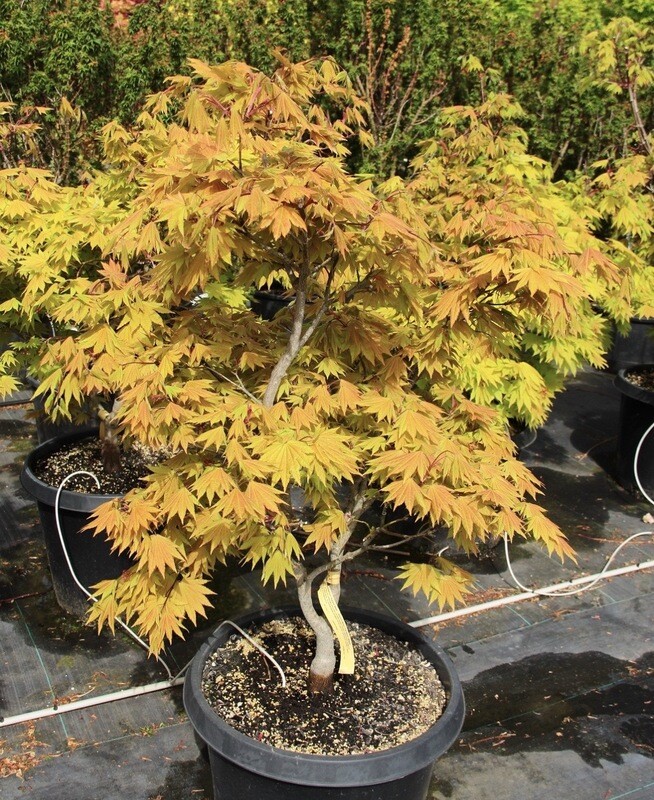 Acer j. 'Autumn Moon'