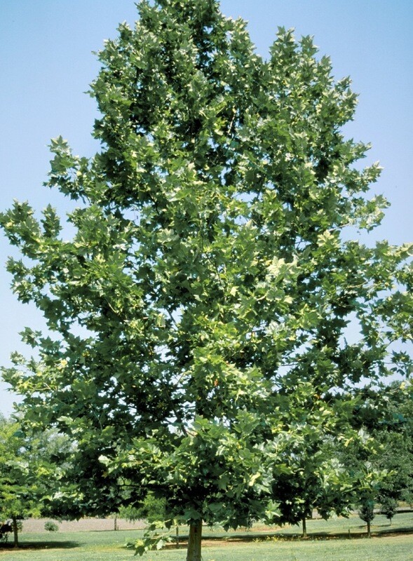 Platanus x a. &#39;Bloodgood&#39;