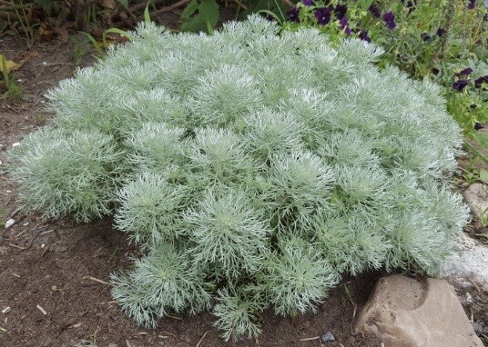 Artemisia 'Silver Mound' #1 Artemisia 'Silver Mound' #1