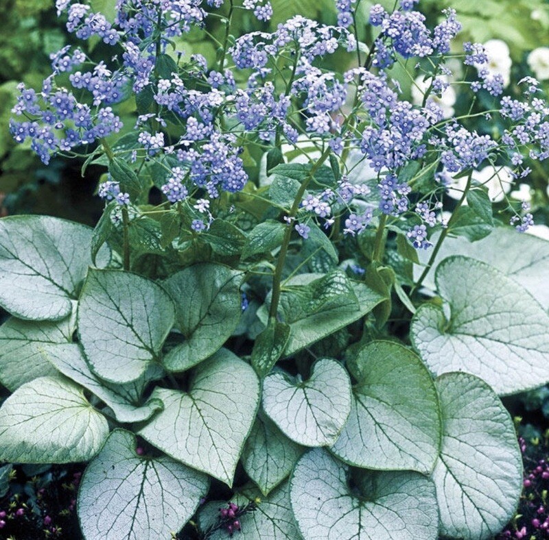 Brunnera 'Silver Heart' #1 Brunnera 'Silver Heart' #1