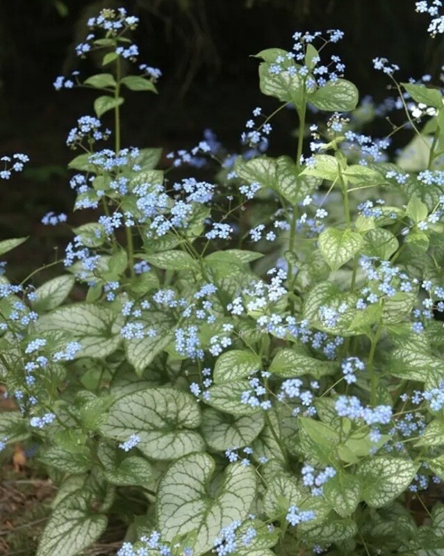 Brunnera &#39;Jack Frost&#39; #1