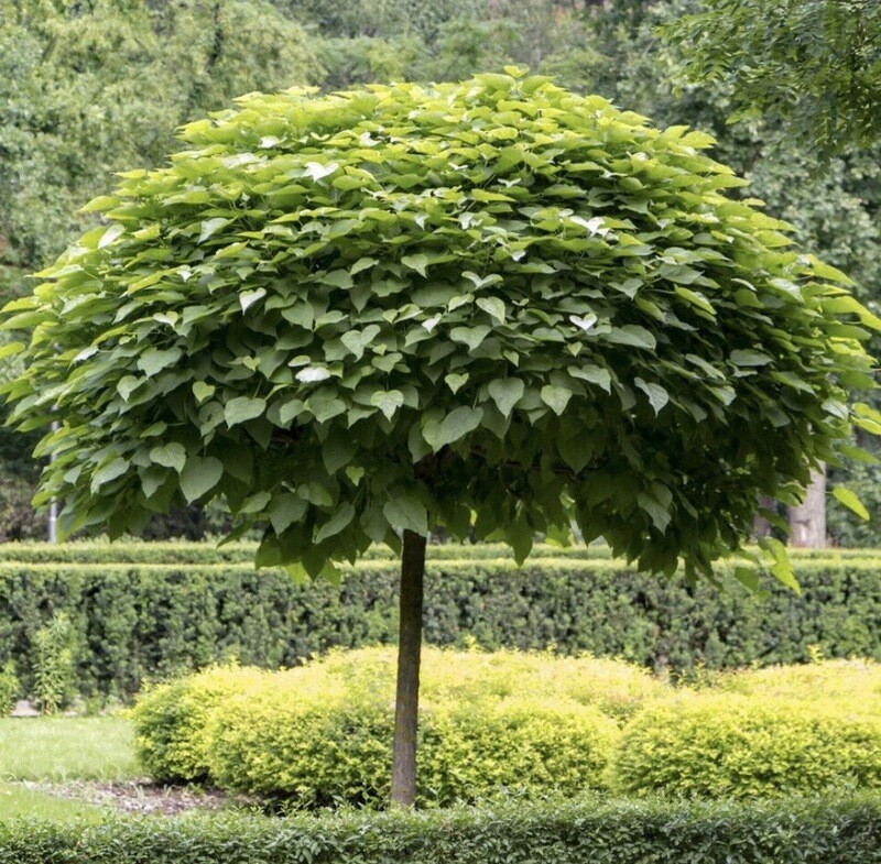 Catalpa bungei