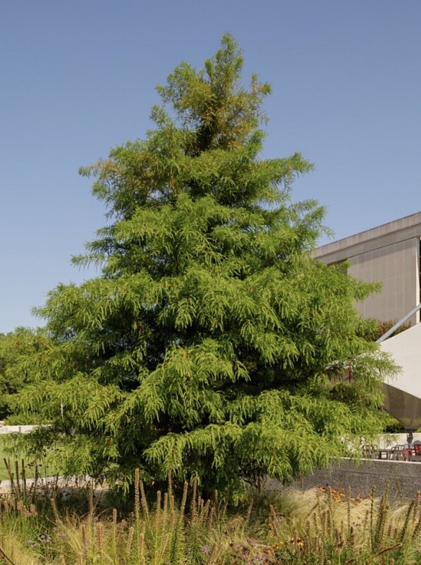 Taxodium d. &#39;Bald Cypress&#39;