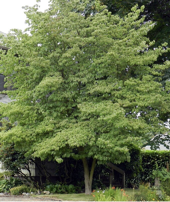 Cornus f. &#39;Cherokee Brave&#39;
